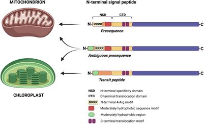 Protein Processing in Plant Mitochondria Compared to Yeast and Mammals